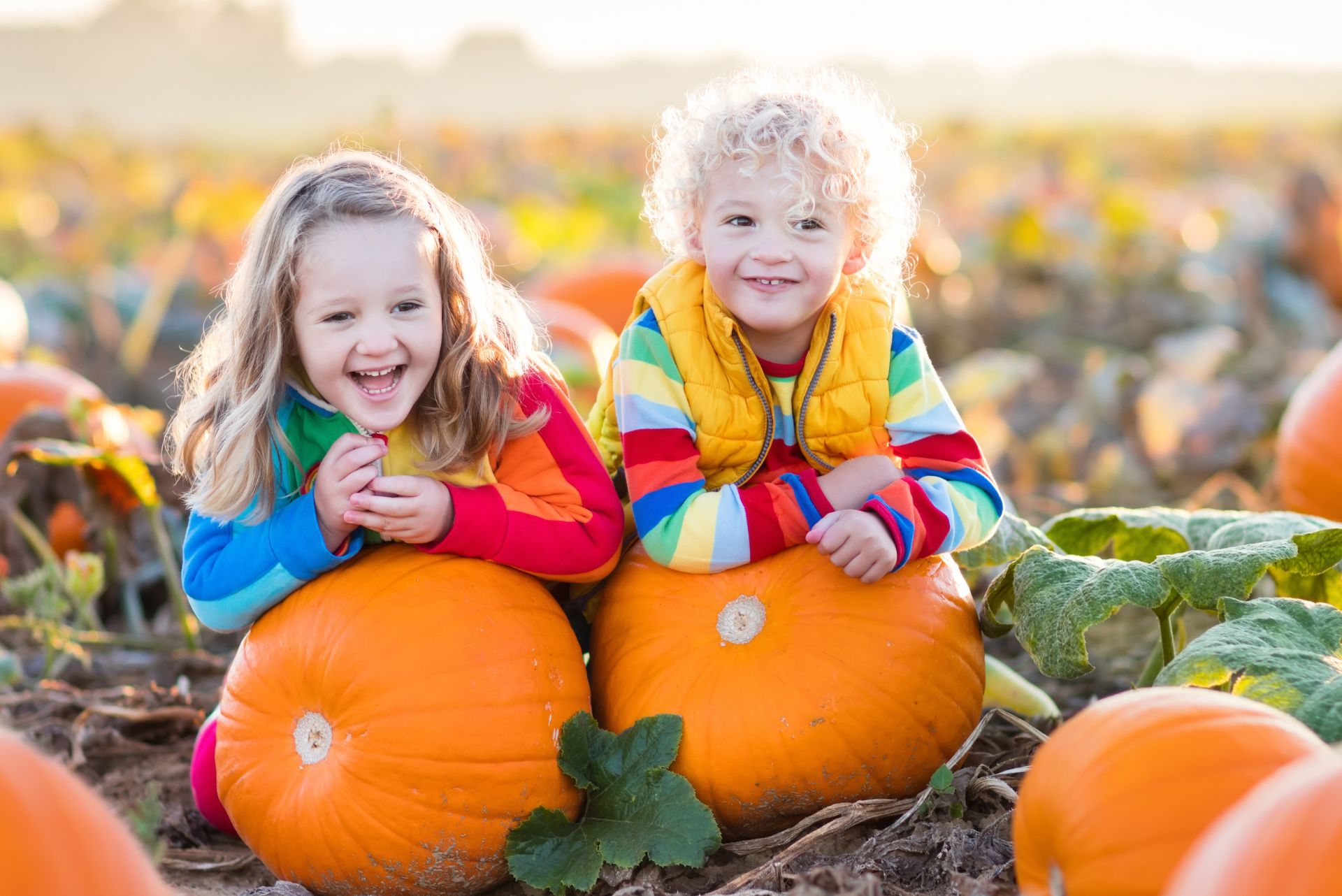 Thanksgiving with pumpkins