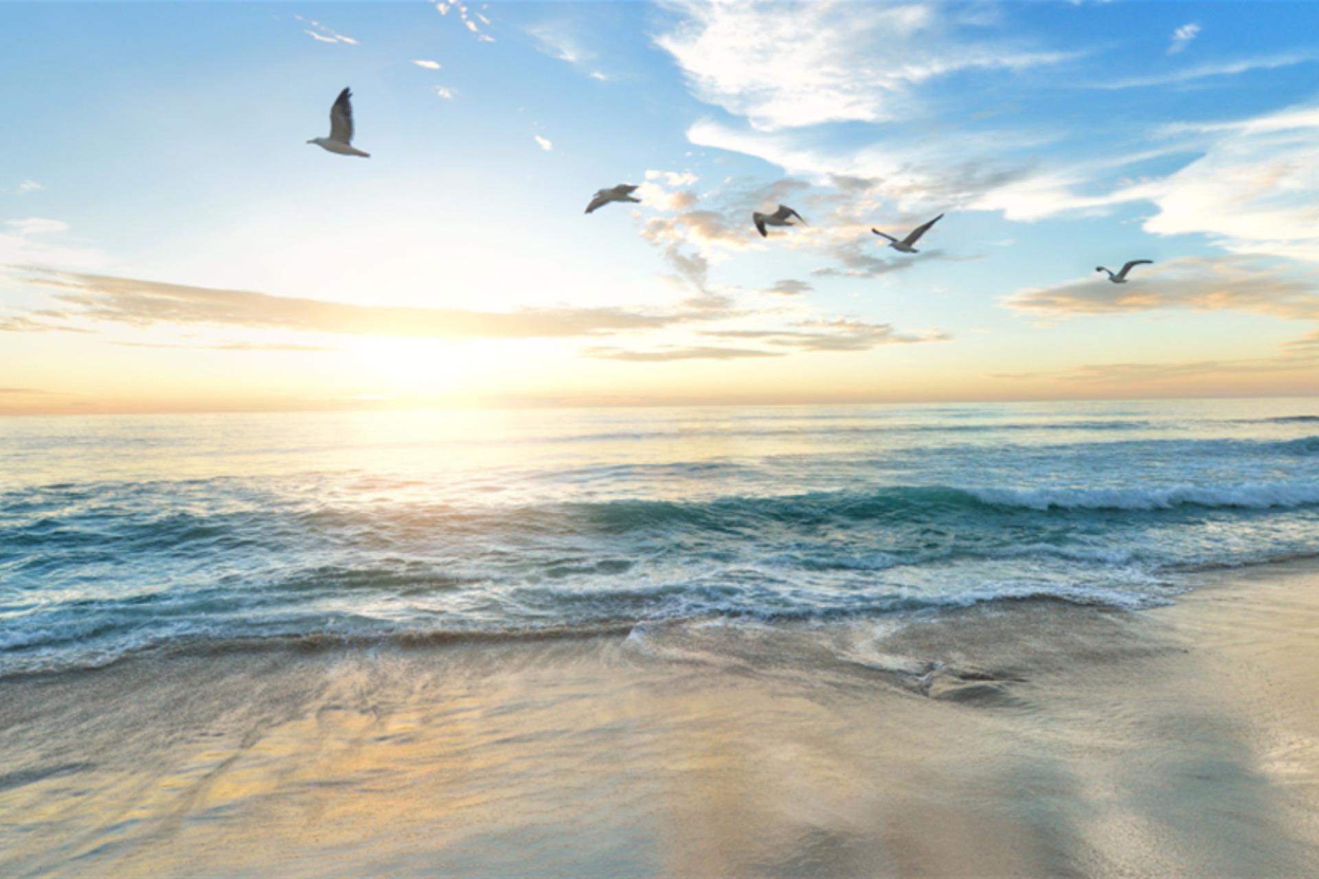 The beach with birds flying above